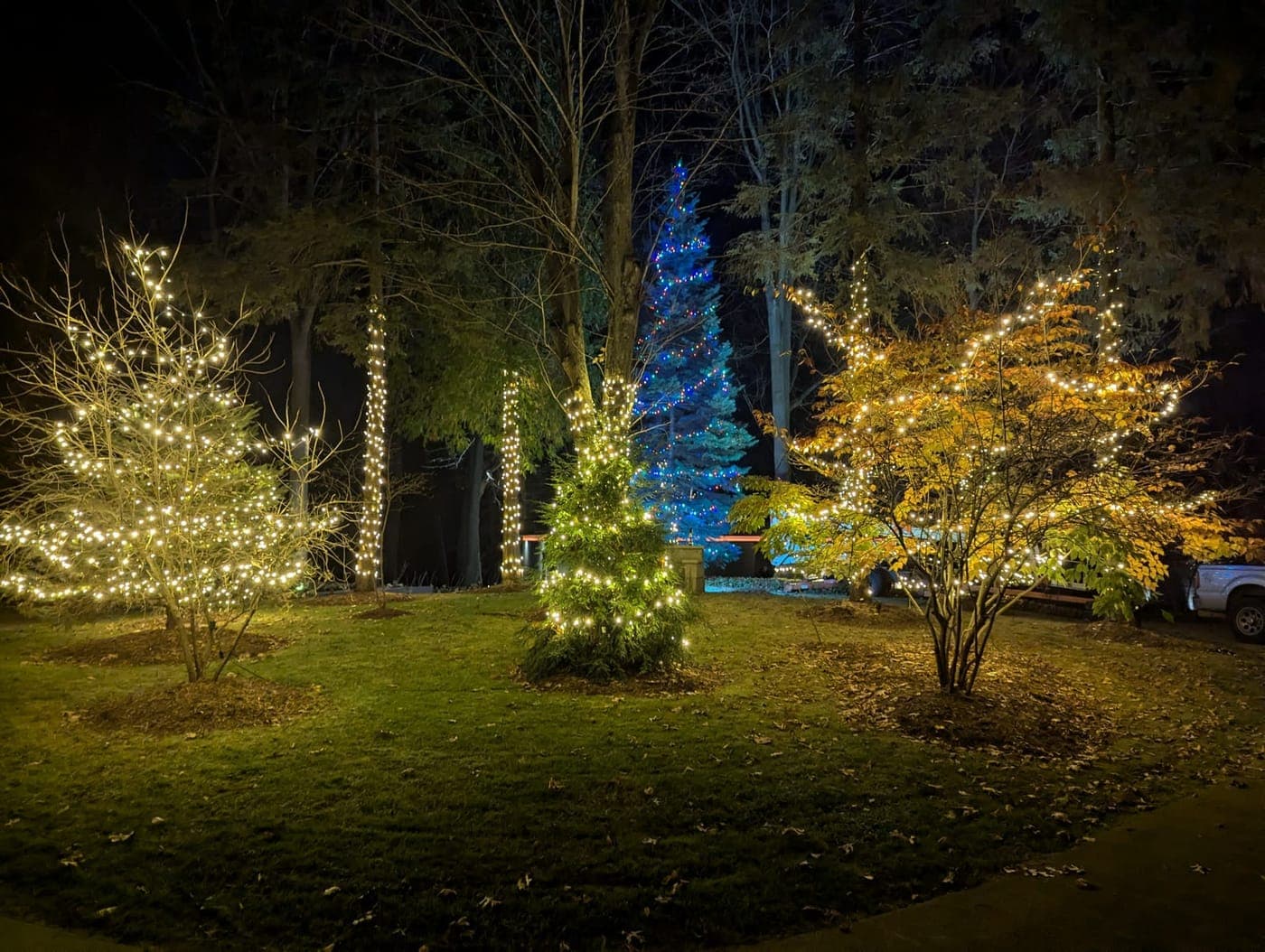 Backyard landscape lighting with warm-white wrapped trees and a blue-lit spruce at night