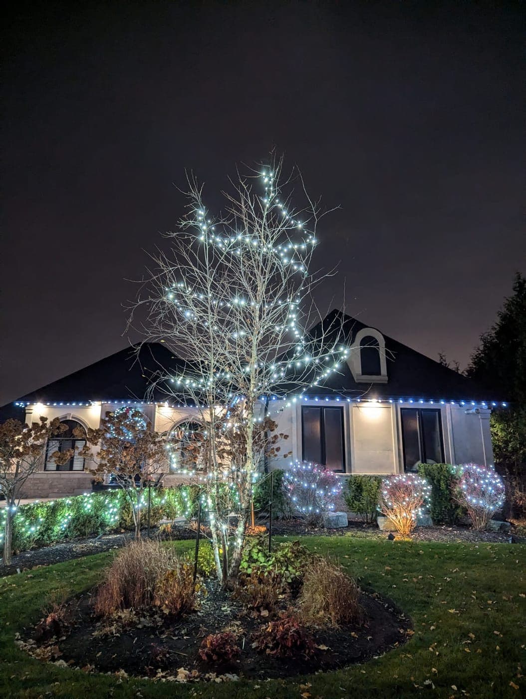 Bare tree fully wrapped in white Christmas lights over lit shrubs in front of a bungalow at night