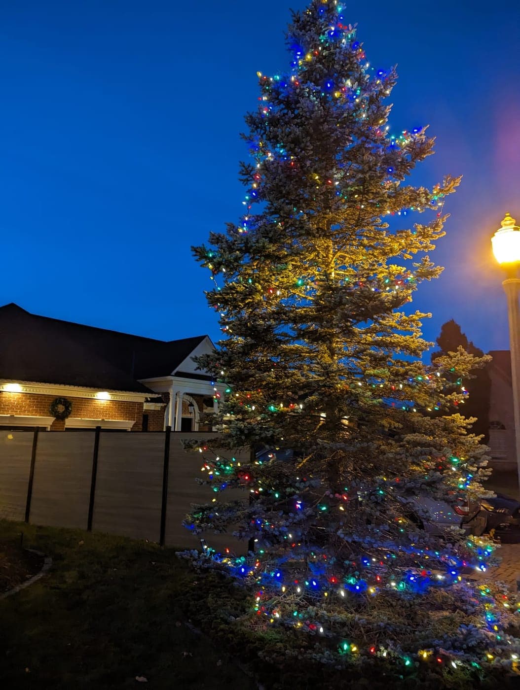 Large spruce tree fully wrapped in glowing multicolour Christmas lights during blue hour outside a brick home