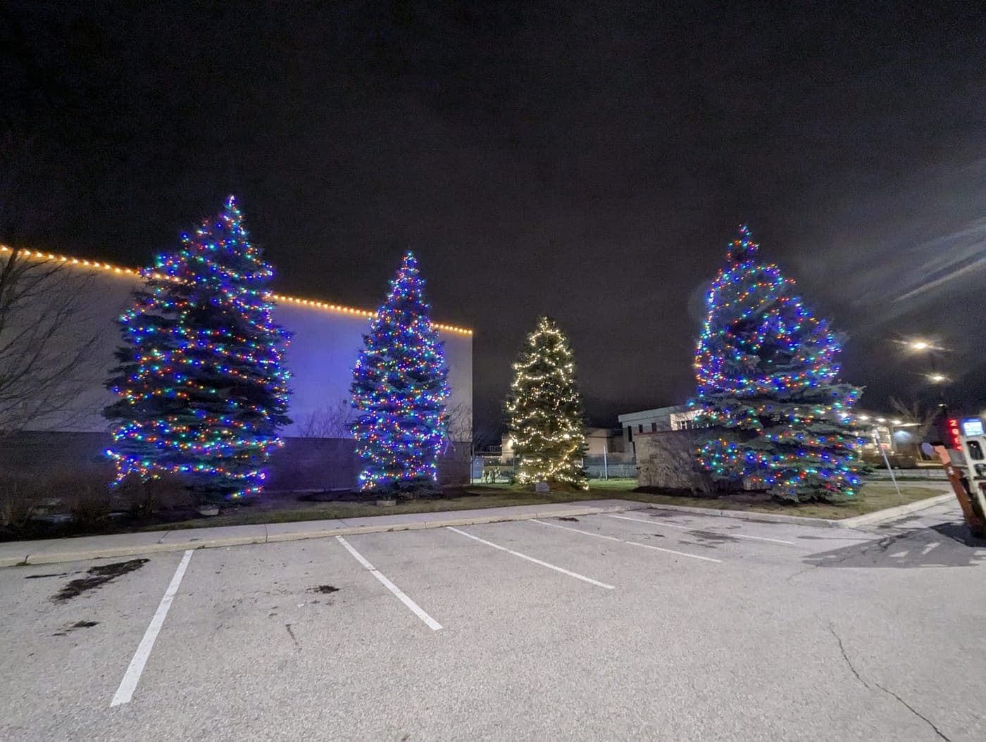 Large commercial evergreen trees wrapped in multicolour Christmas lights beside a warm-white lit building
