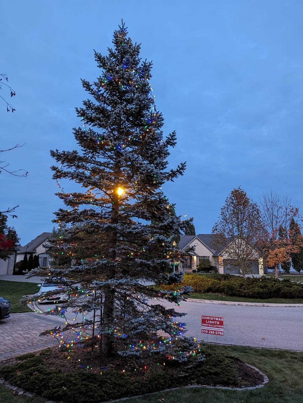 Towering spruce tree glowing with multicolour Christmas lights at dusk in a residential front yard