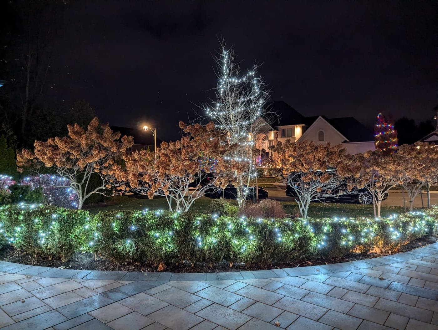 Front-yard hedges covered in cool-white net lights with a light-wrapped tree against a night sky
