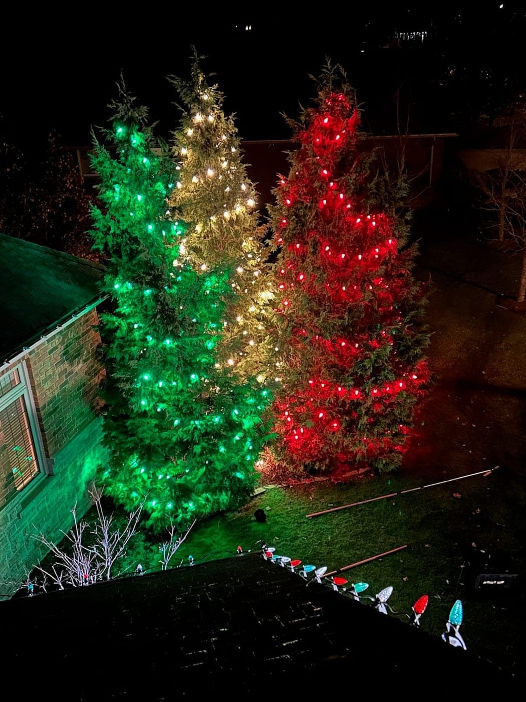 Trio of evergreens lit in green, warm-white and red for a festive Christmas colour light display