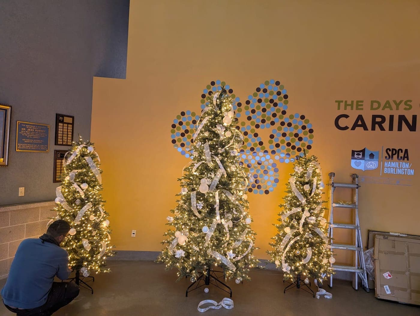 Installer setting up and decorating a row of pre-lit Christmas trees in a commercial lobby.