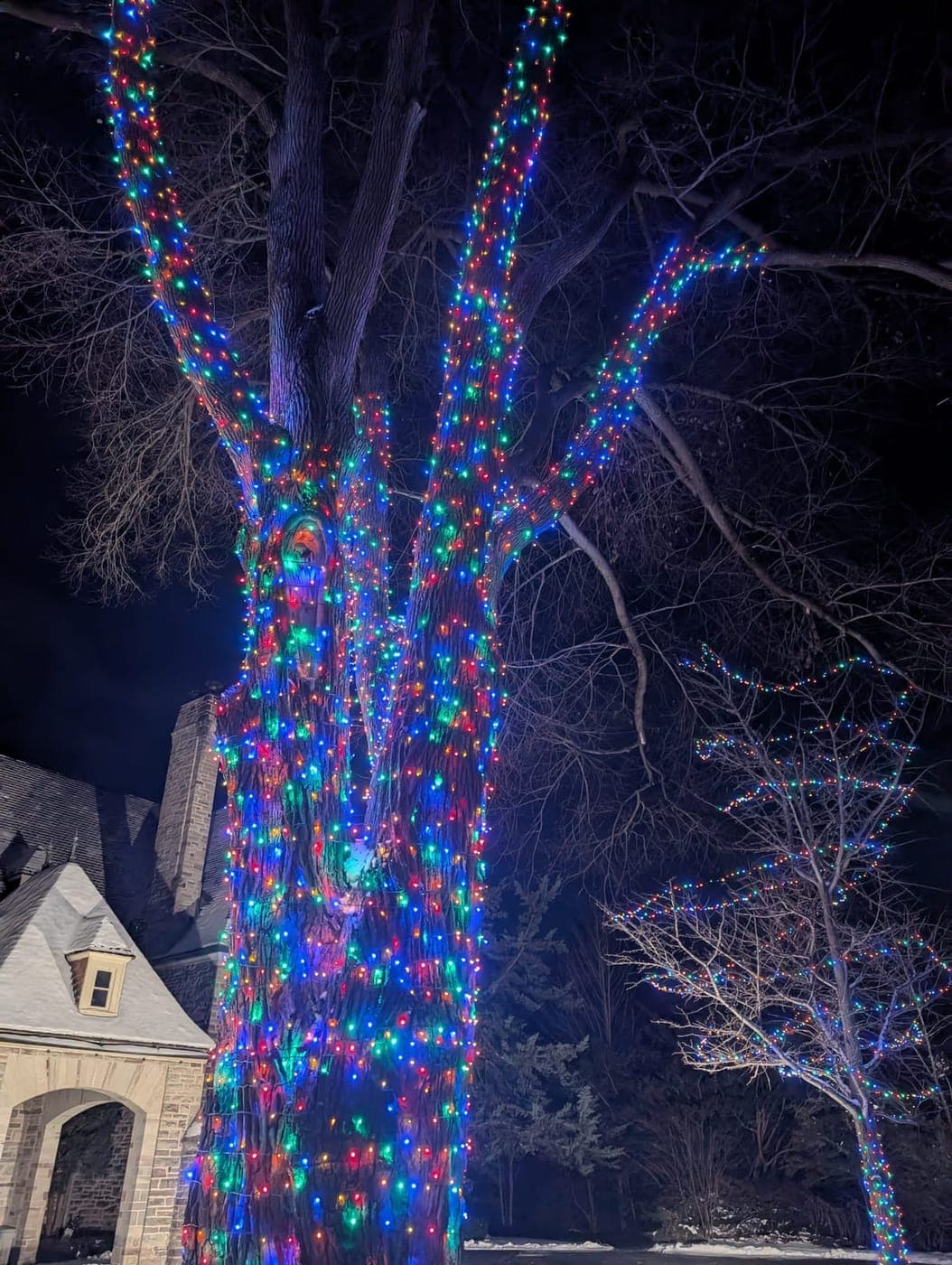 Towering tree wrapped in vibrant multicolour Christmas lights across its trunk and branches at night