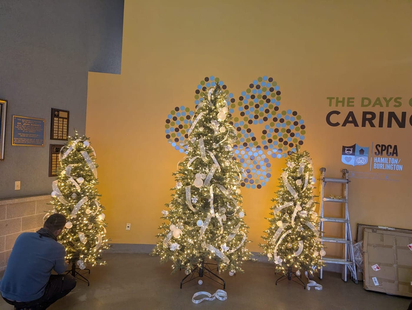 Worker installing warm-white pre-lit Christmas trees against a feature wall inside a commercial venue.