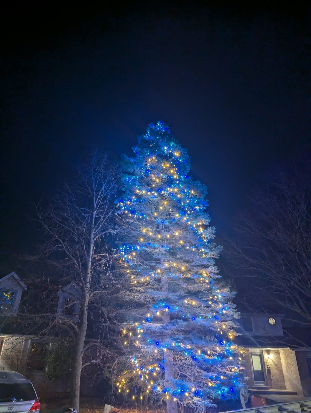 Towering pine tree wrapped in blue and warm-white Christmas lights beside a home at night
