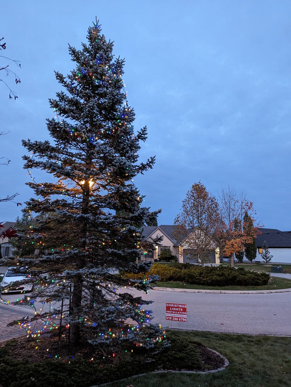 Tall spruce tree wrapped in multicolour Christmas lights against a twilight sky in a suburban neighbourhood