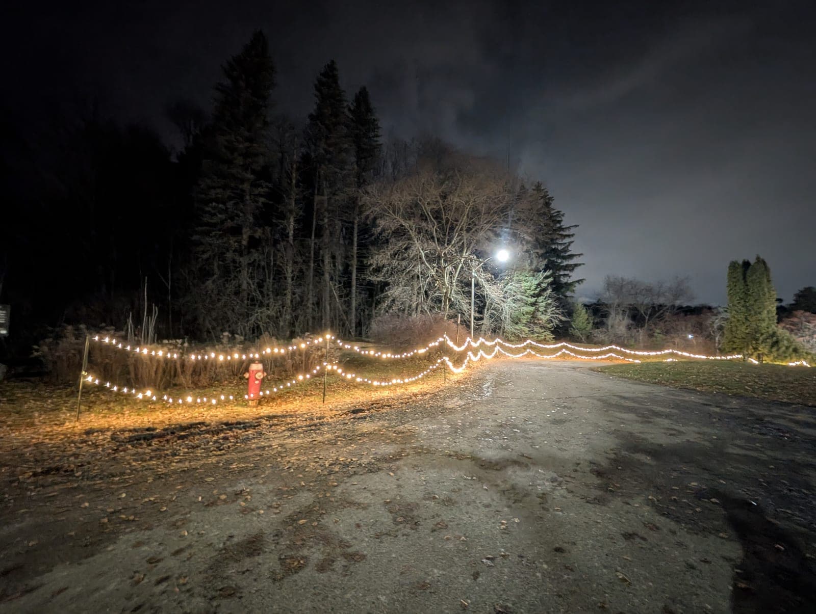 Warm-white string lights draped along a property pathway and treeline at night