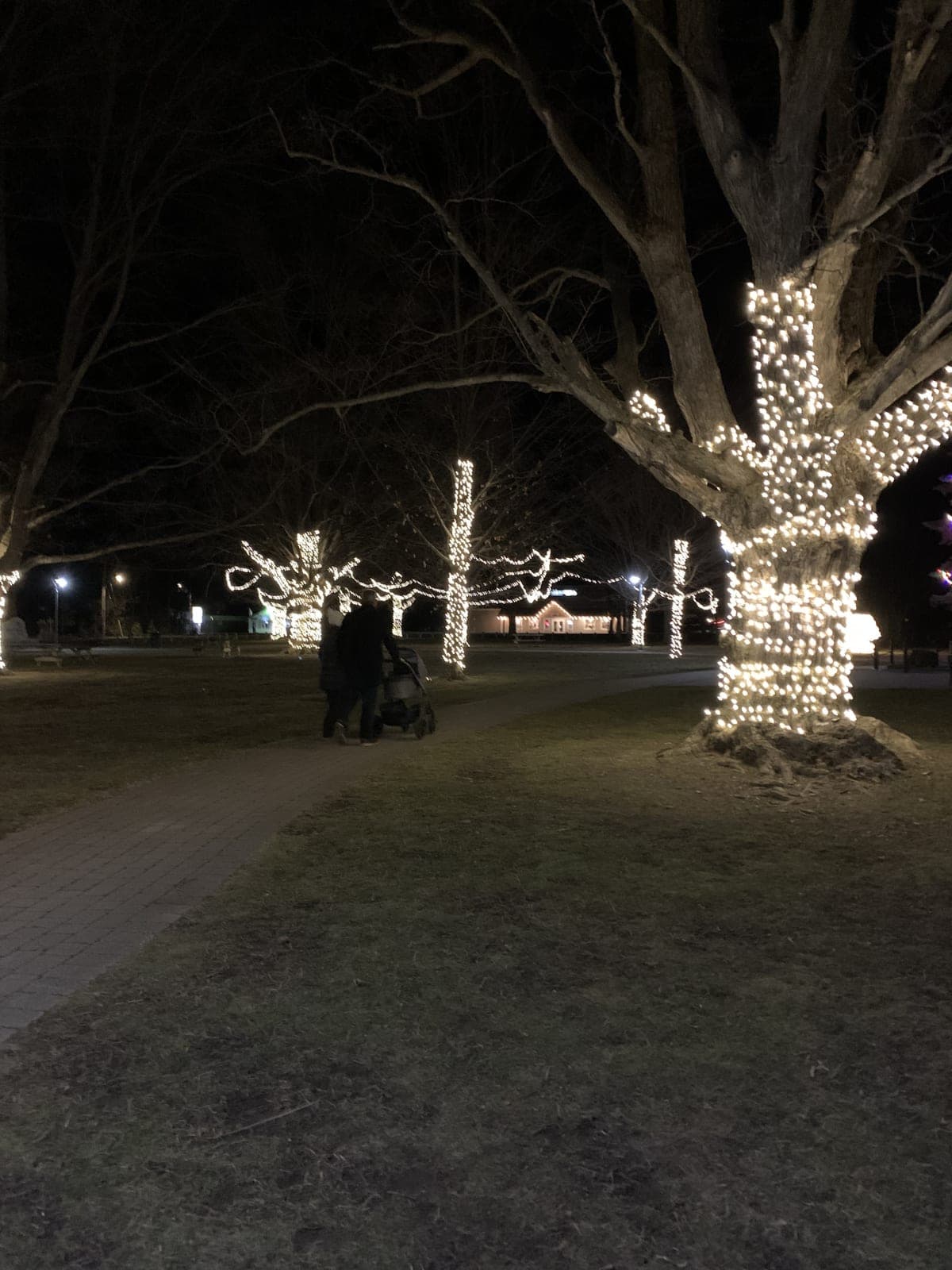Warm white lights wrapping tall park trees for an outdoor Christmas display.